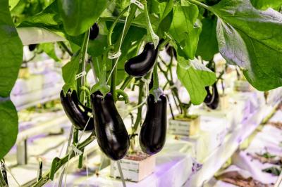 Тепличный комбинат «Рязанские росы» готовится выйти на полную производственную мощность